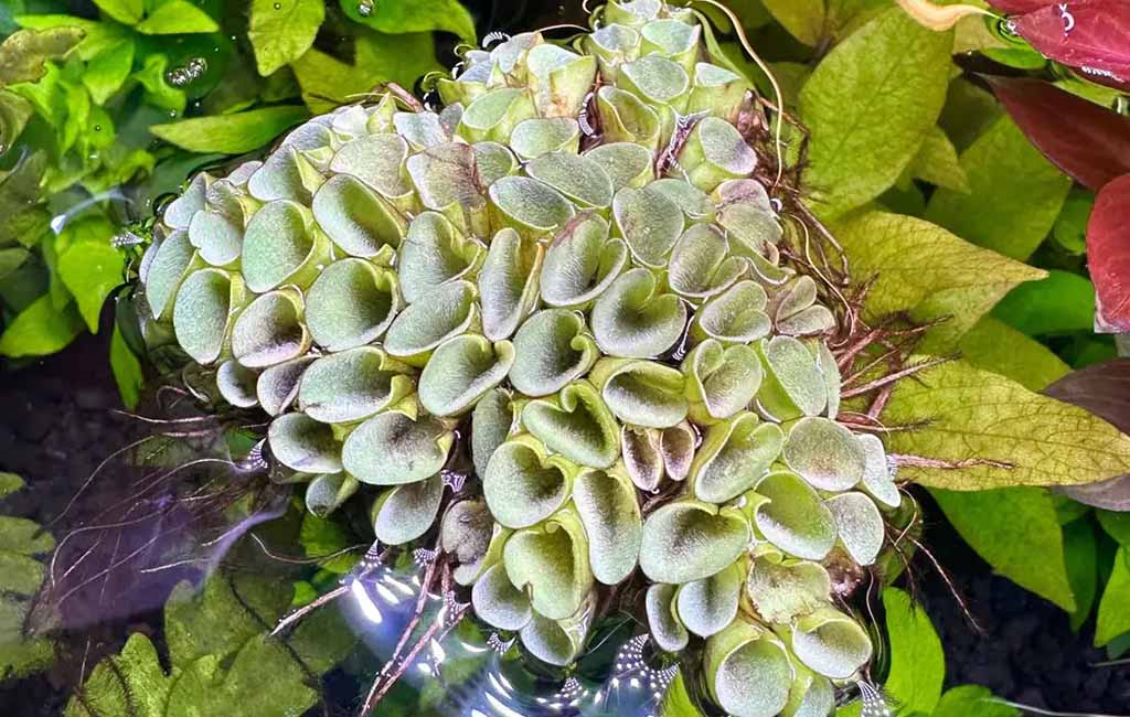 salvinia cucullata