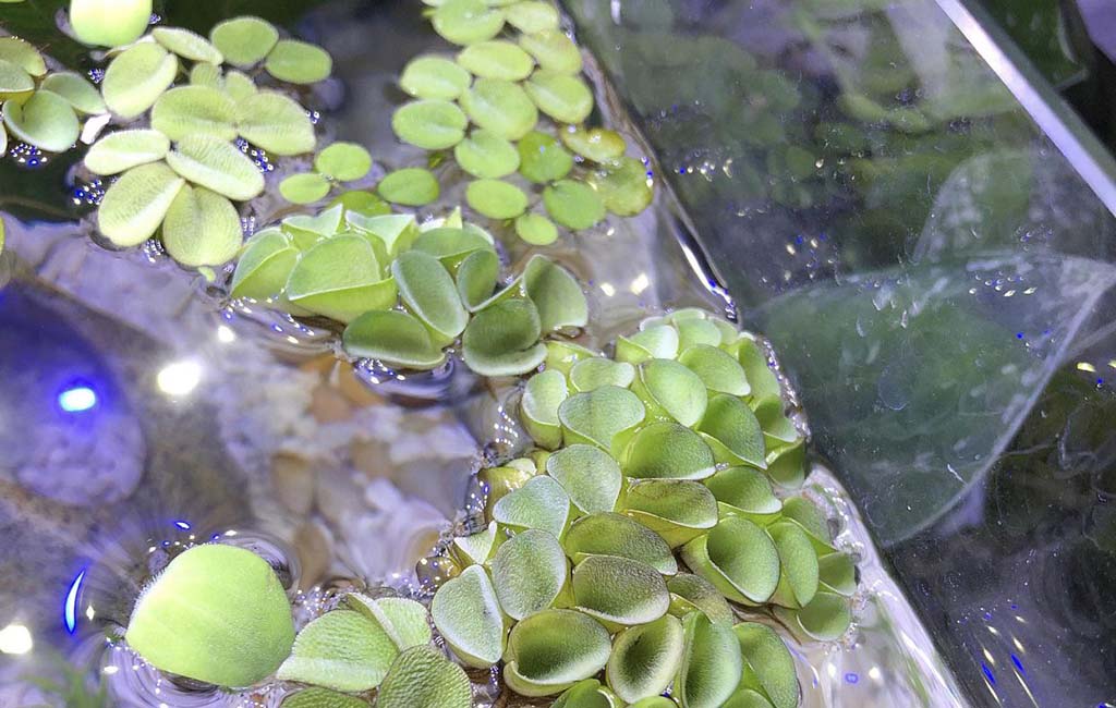 salvinia plant