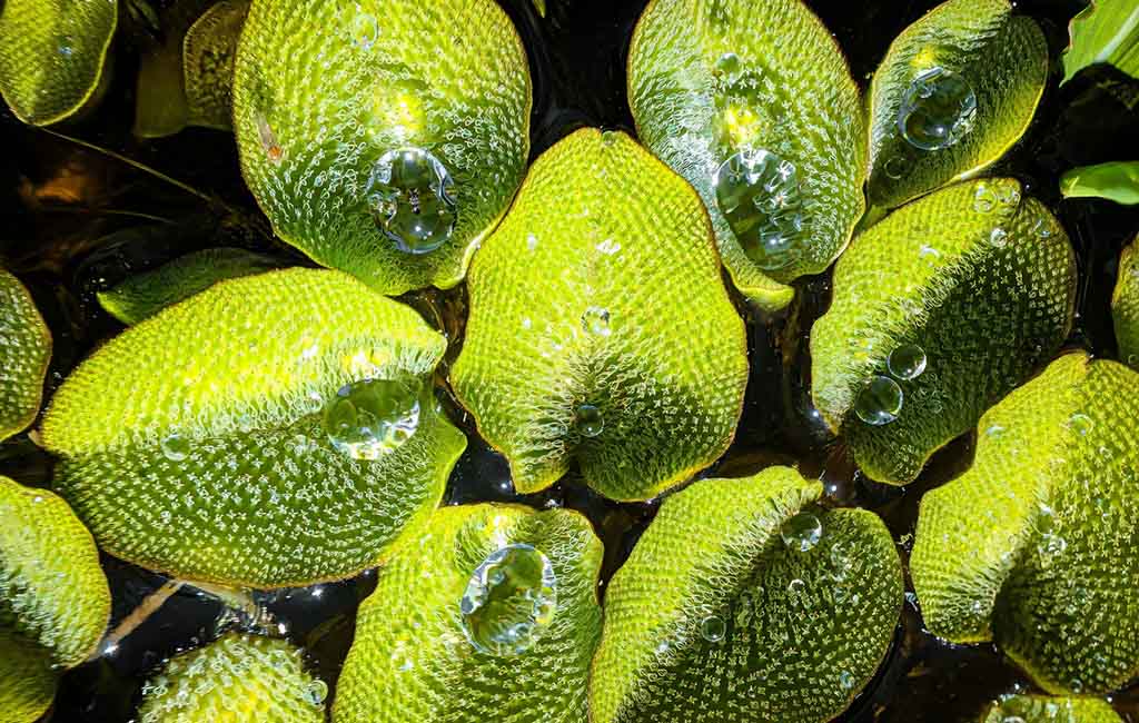 hooded watermoss