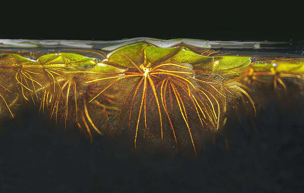salvinia cucullata aquarium