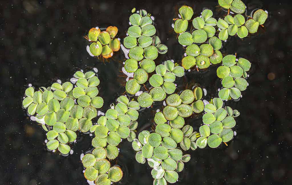 Salvinia Cucullata vs. Salvinia Minima