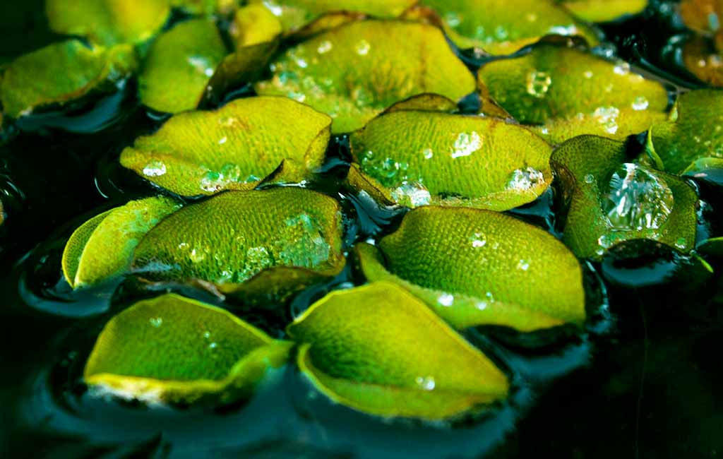 salvinia cucullata care