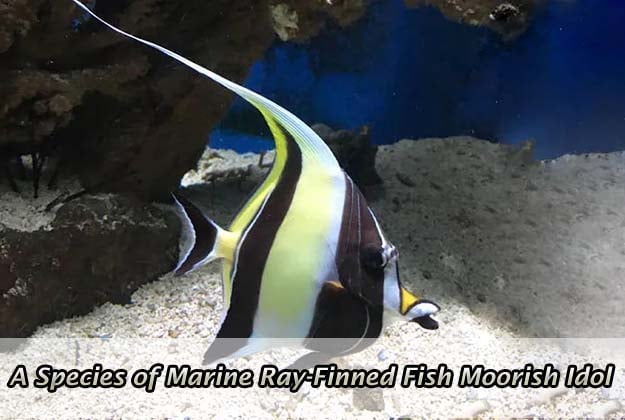 A Species of Marine Ray-Finned Fish Moorish Idol