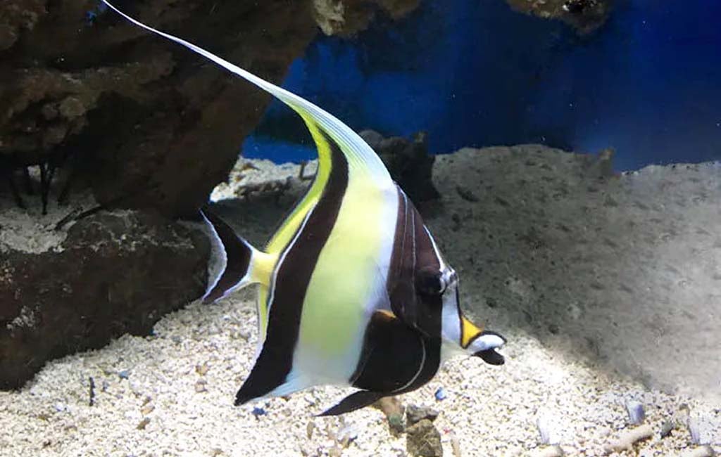 moorish idol