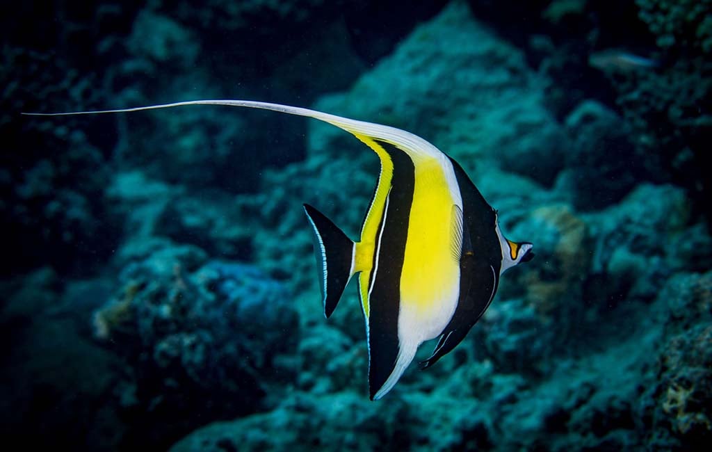 Moorish idol fish facts