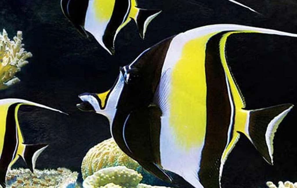 moorish idol tank size