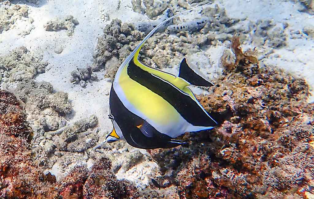 moorish idol diet