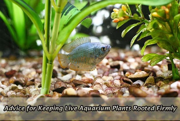 Advice for Keeping Live Aquarium Plants Rooted Firmly