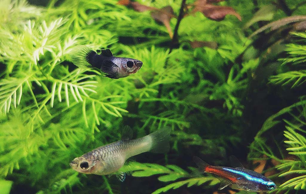 live aquarium plants
