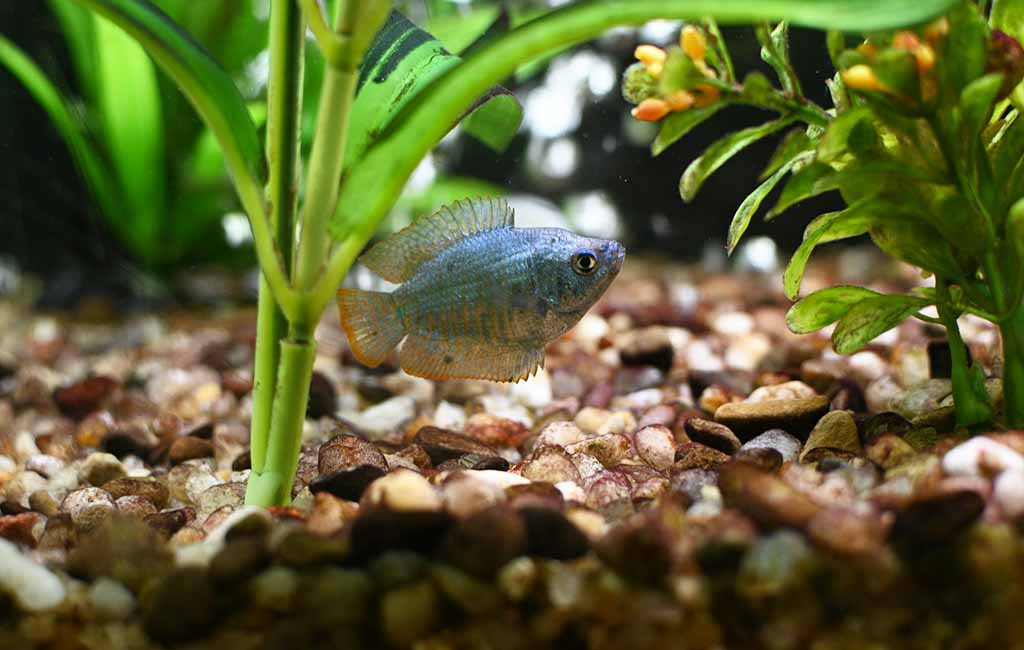 how to keep live plants in an aquarium