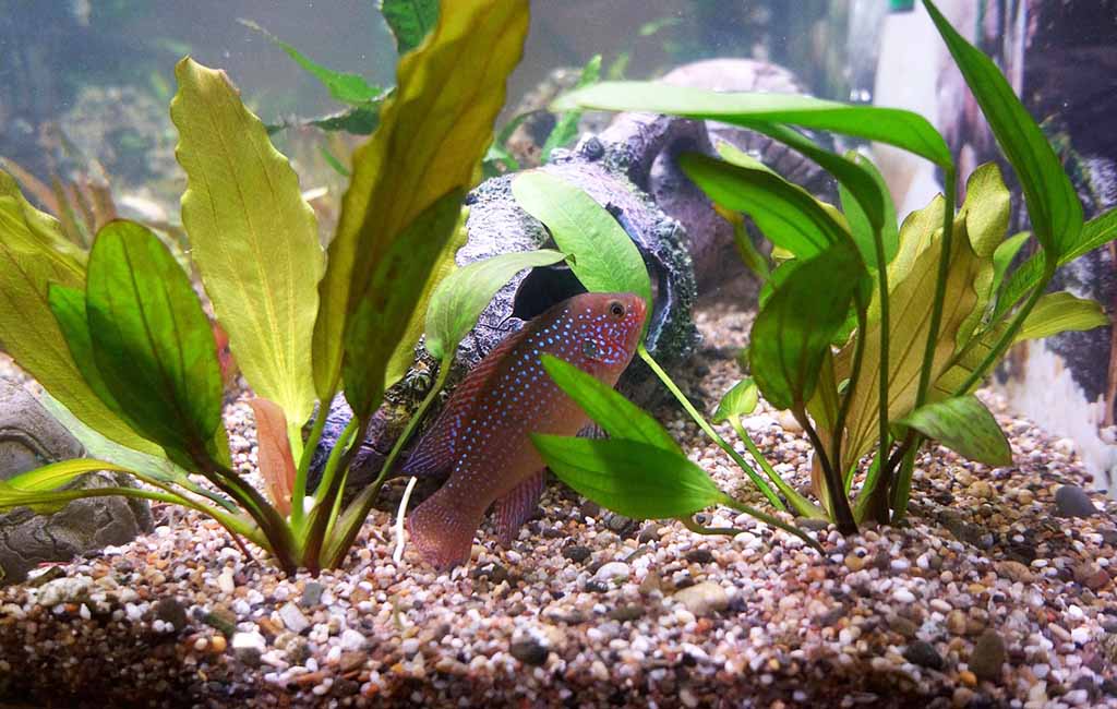 make live plants rooting
