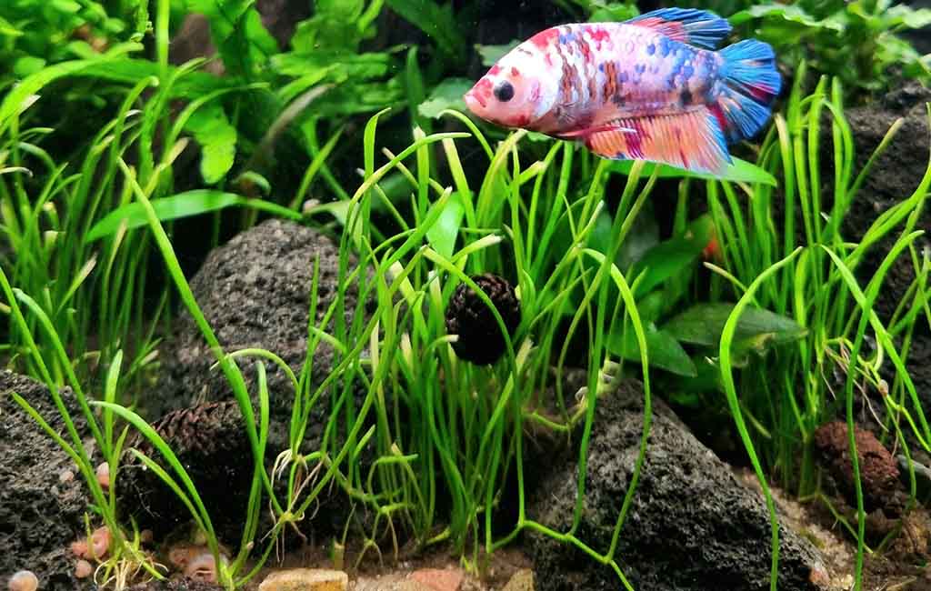 Proper Rooting for Live Plants