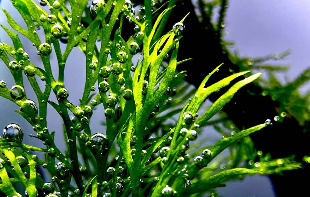 Encourage Root Growth