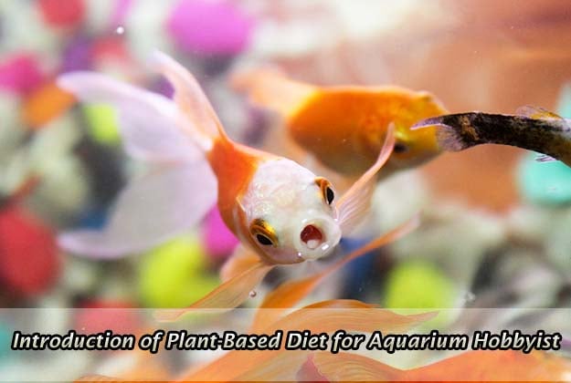 An Easy Introduction of Plant-Based Diet for Aquarium Hobbyist