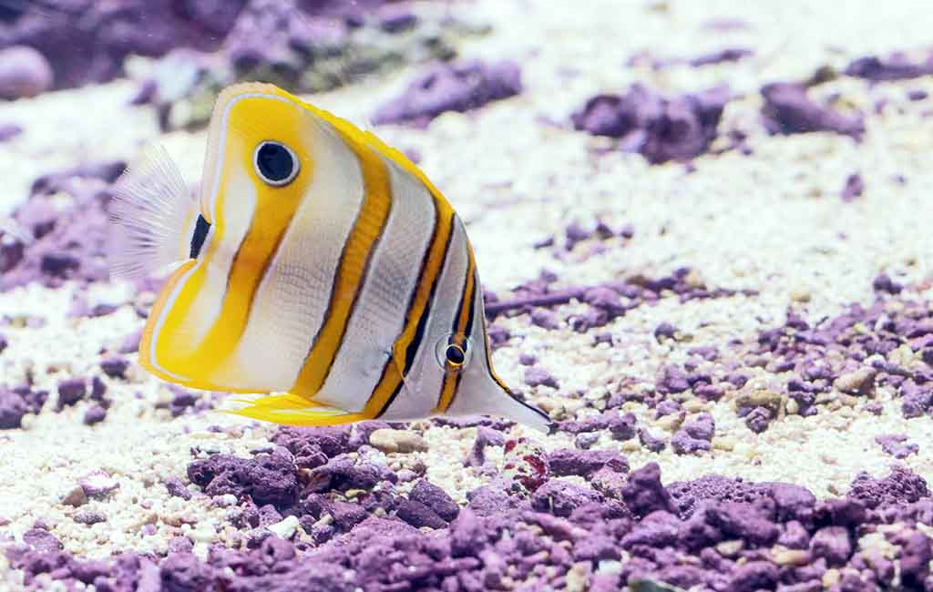 Feed a Plant-Based Diet for Aquarium Fish