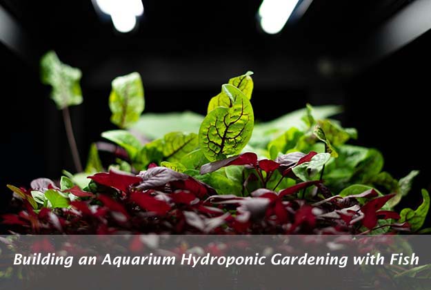 Building an Aquarium Hydroponic Gardening with Fish