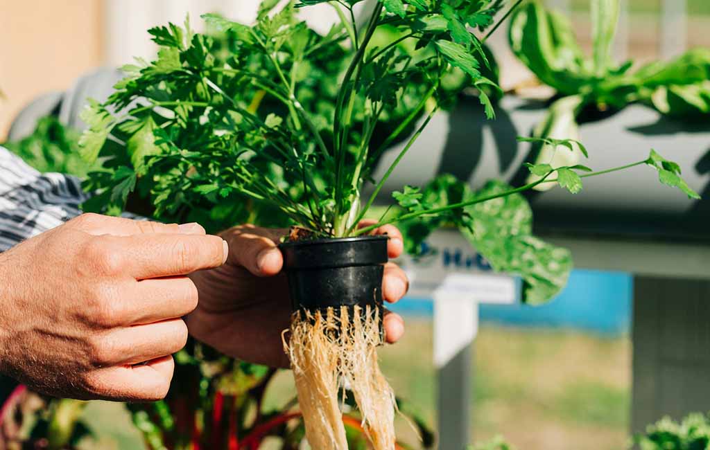 aquarium hydroponic gardening with fish