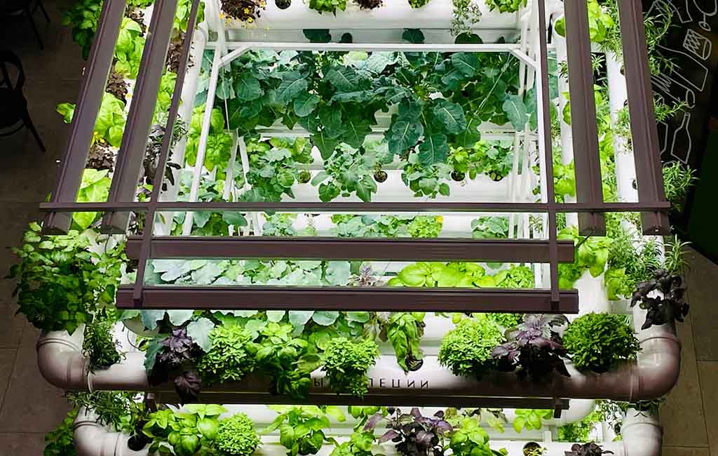 Hydroponic Aquarium Setup