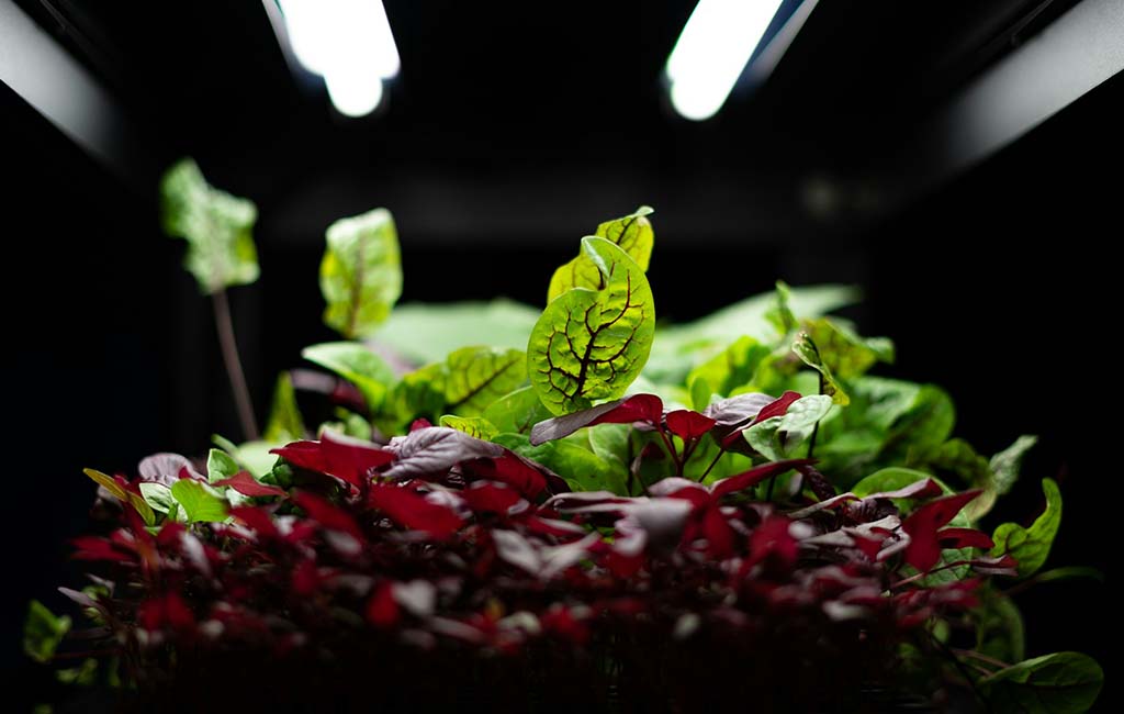 Right Fish for Hydroponic Aquarium