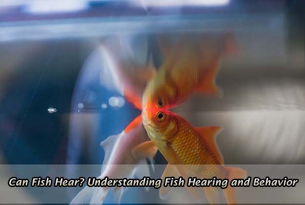 Can Fish Hear - Understanding Fish Hearing and Behavior