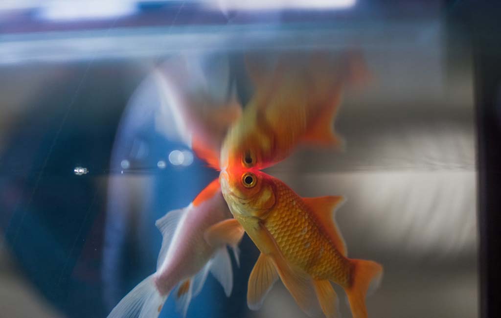 do fish have ears