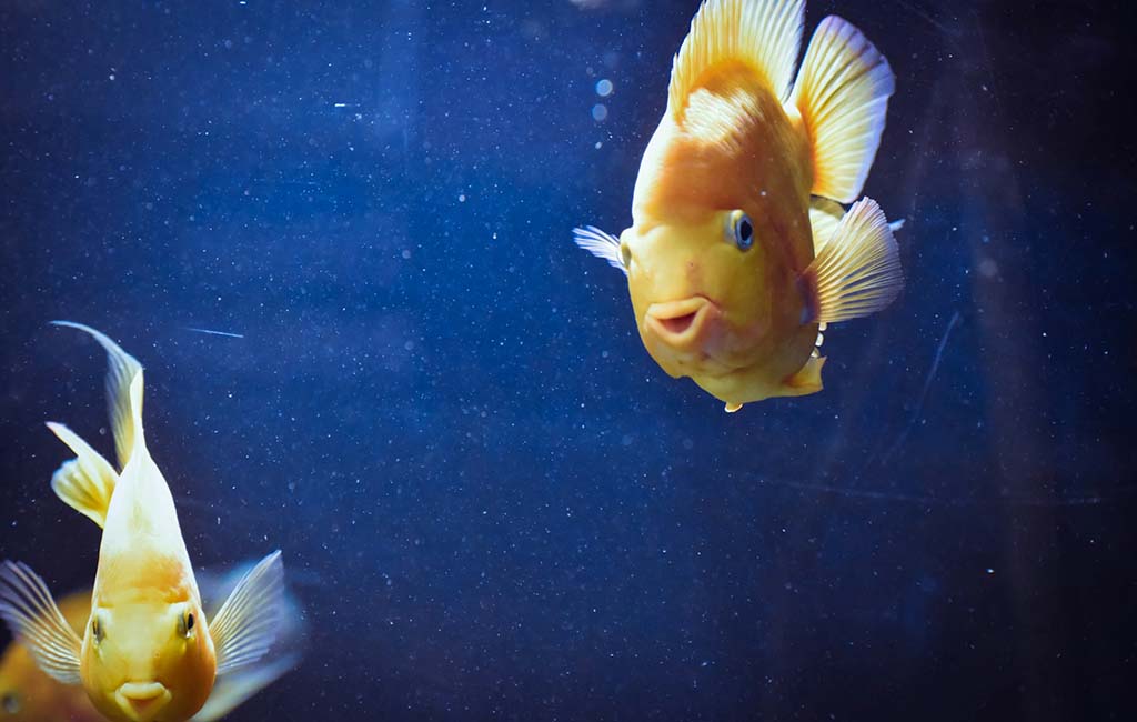 can a fish hear