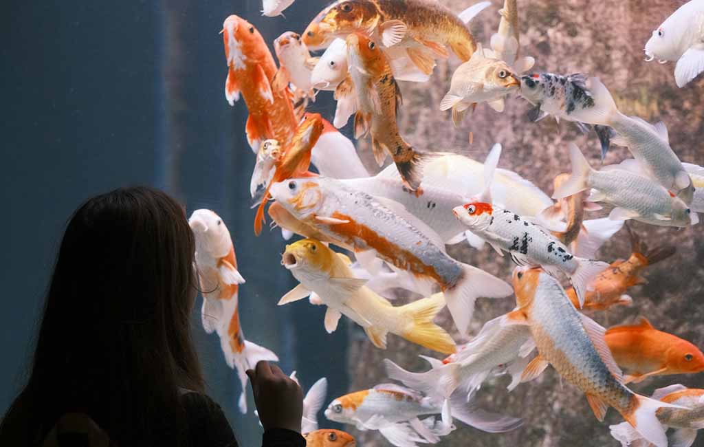 Do Fish Get Bothered by Noise