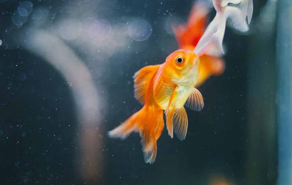 If fish can hear you