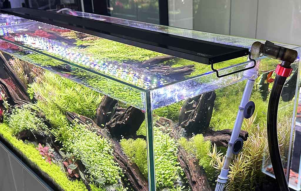 aquarium light schedule
