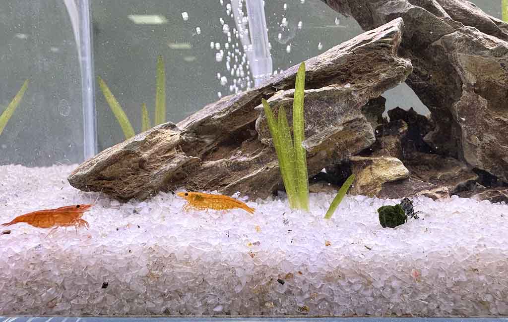 hygger HG221 Pro Timer Aquarium Light Review