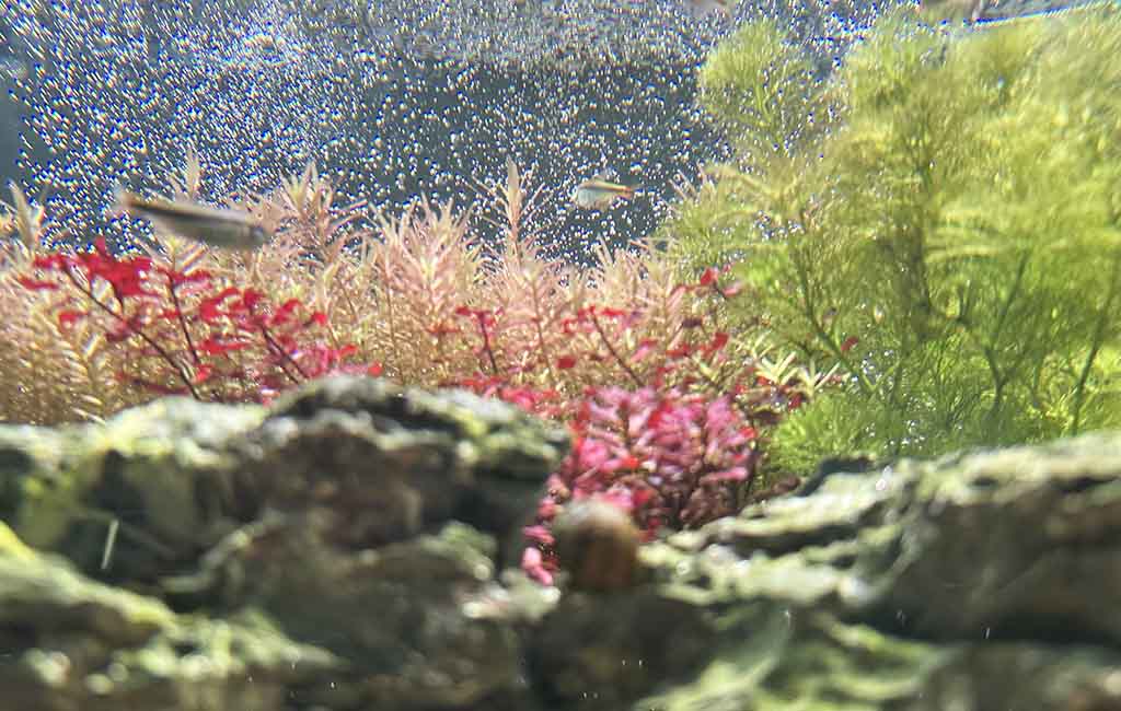 Customizing Your Fish Tank Lighting