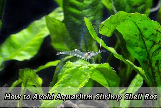 How to Avoid Aquarium Shrimp Shell Rot