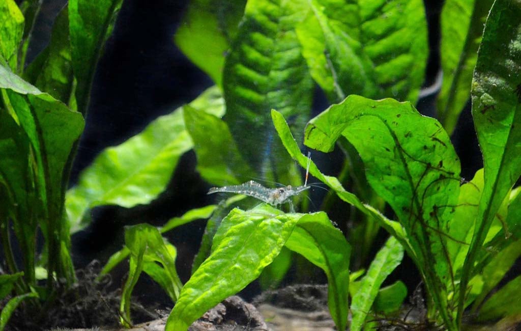 aquarium shrimp shell rot