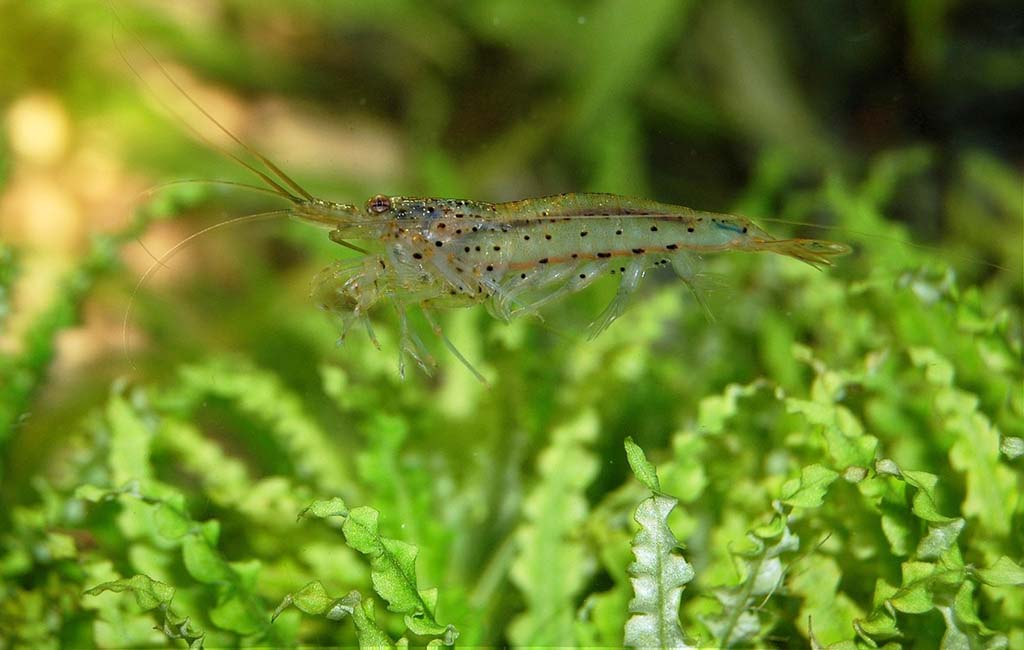 shrimp shell rot treatment