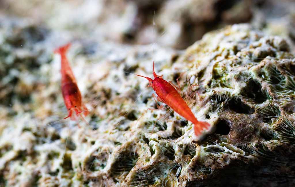 avoid shrimp shell rot
