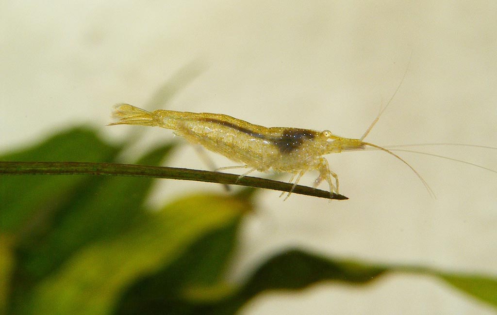 When Shrimp Shells Turn Black