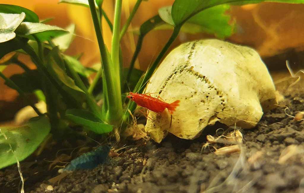 Prevent Aquarium Shrimp from Shell Rotting