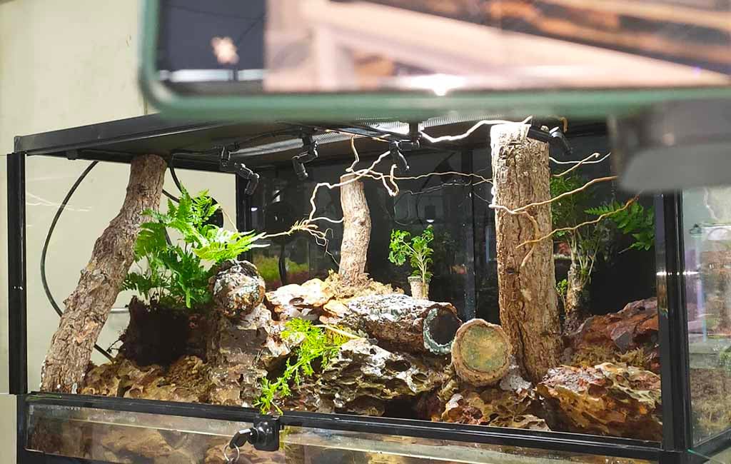 rainforest terrarium