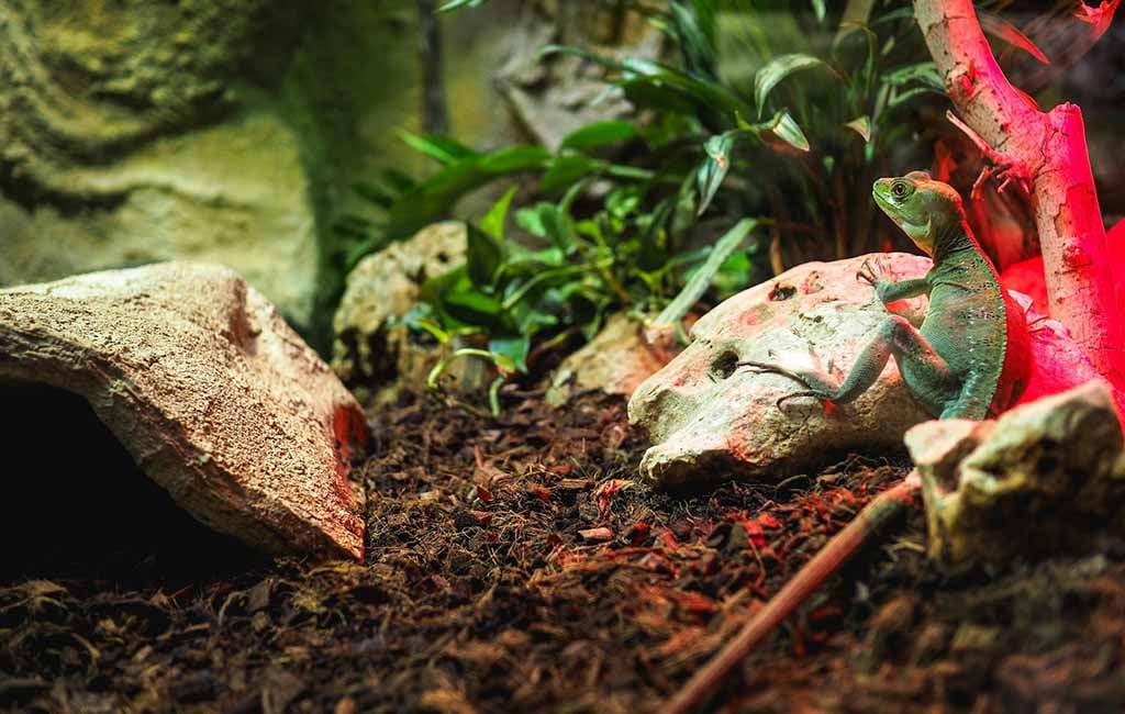 rainforest tank setup