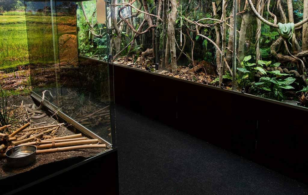 Layers of the Rainforest Terrarium