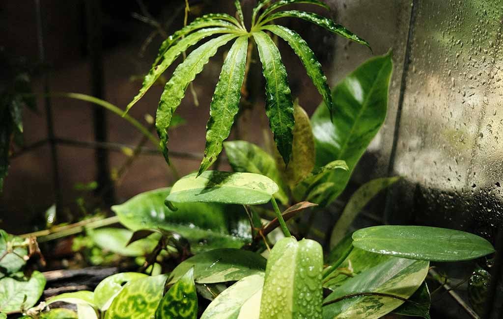 how to build a rainforest terrarium