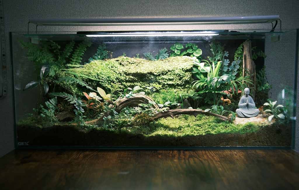 Building a Tropical Rainforest Terrarium