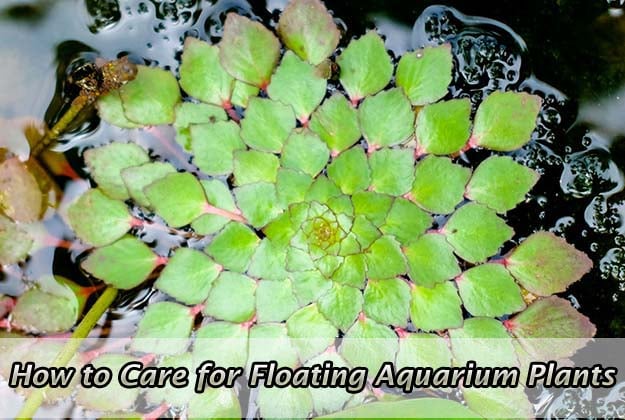 How to Care for Floating Aquarium Plants