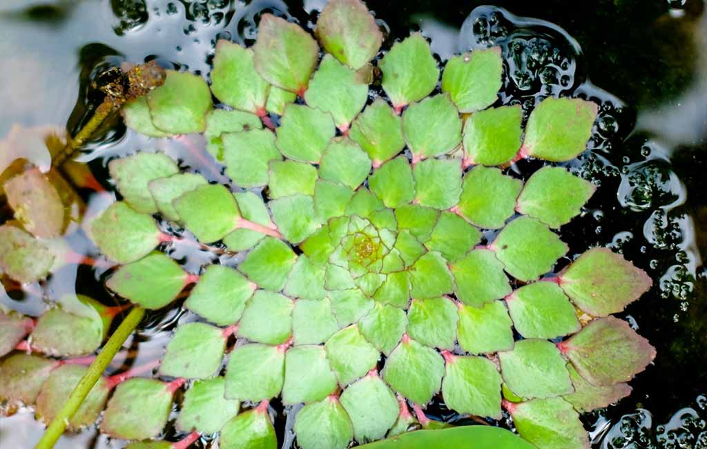 floating plants stop algae