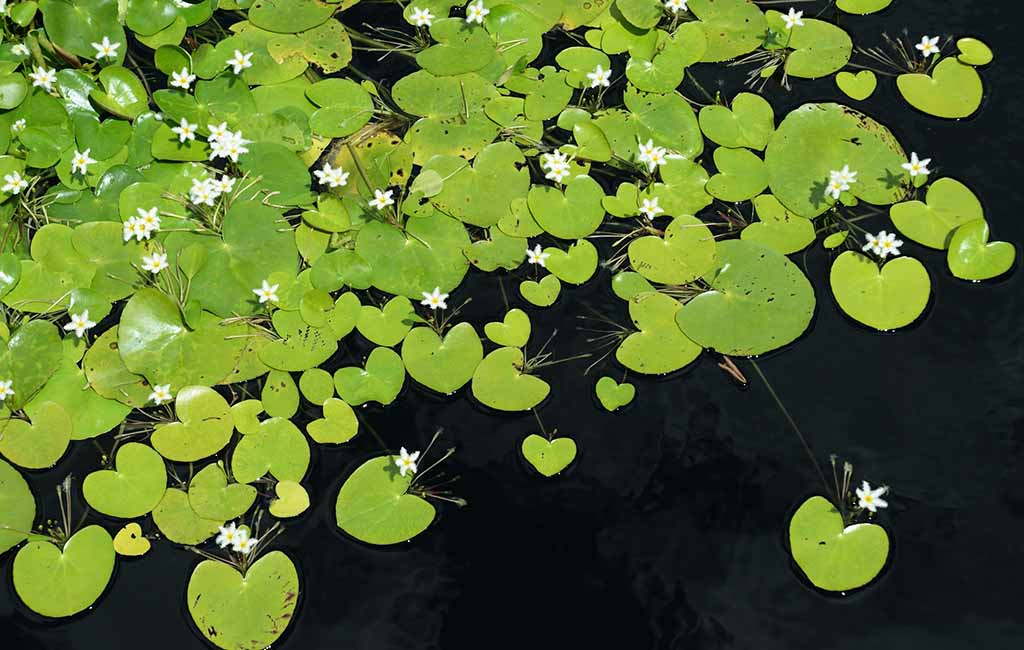 floating aquarium plants care