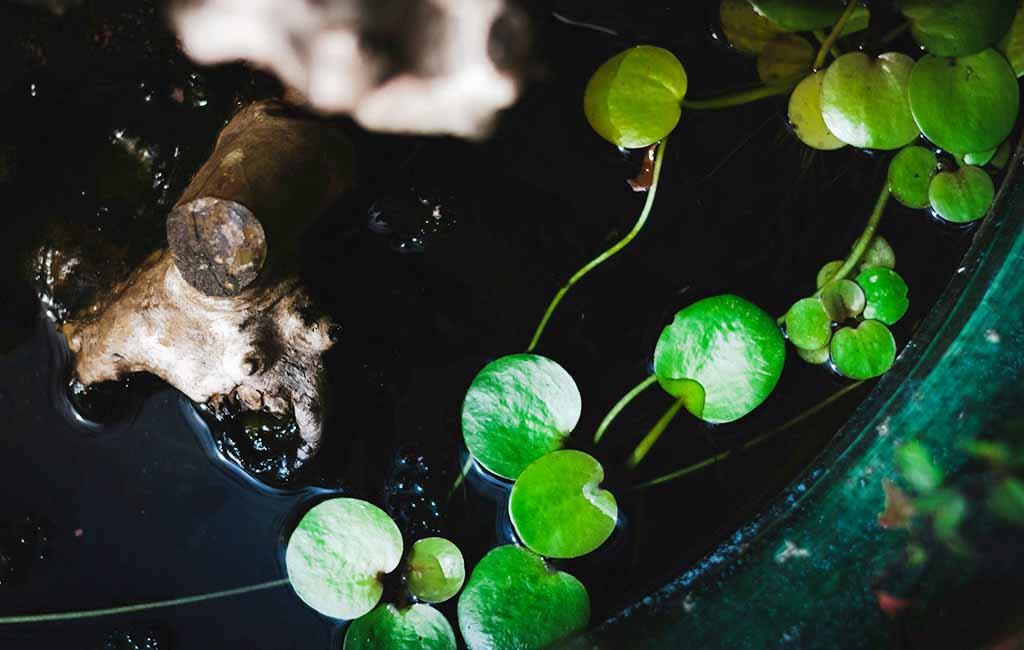 floating aquarium plants for fish fry