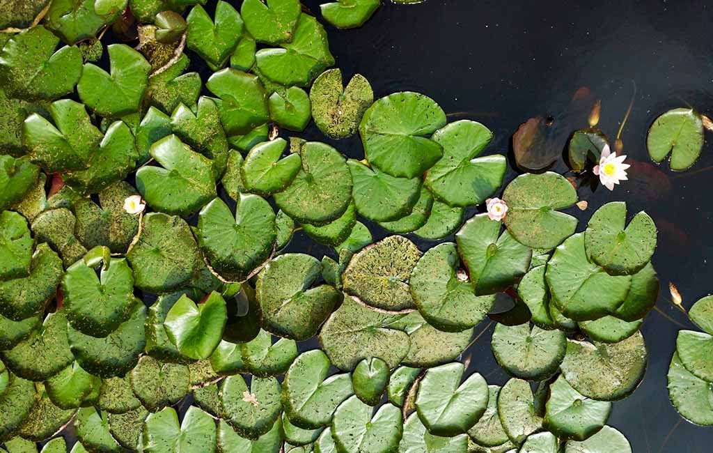List Of Optimal Floating Aquarium Plants
