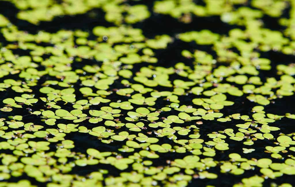 Floating aquarium plants purify the water