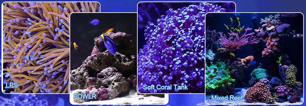 HG265 saltwater LED light application
