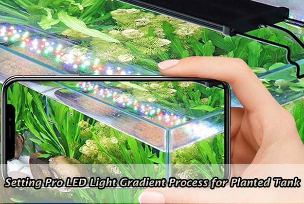 Setting Pro LED Light Gradient Process for Planted Tank